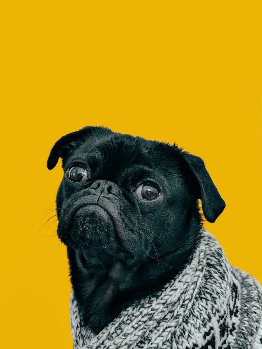 La vostra foto